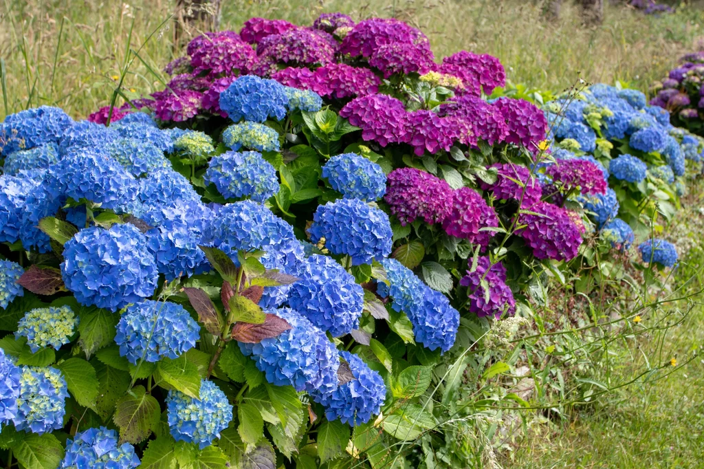 Hortensja ogrodowa może mieć różne kolory kwiatów
