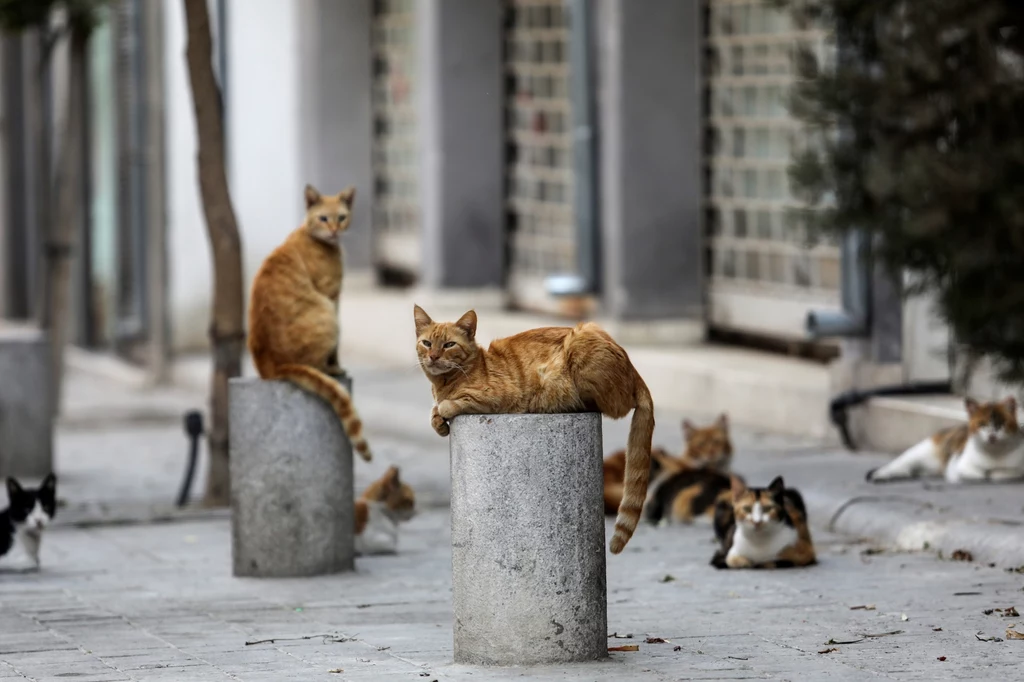 Na Cyprze żyje bardzo dużo bezpańskich kotów. Szacuje się, że na całej wyspie jest ich ok. milion. To właśnie dlatego koronawirus może być dla nich masową zagładą