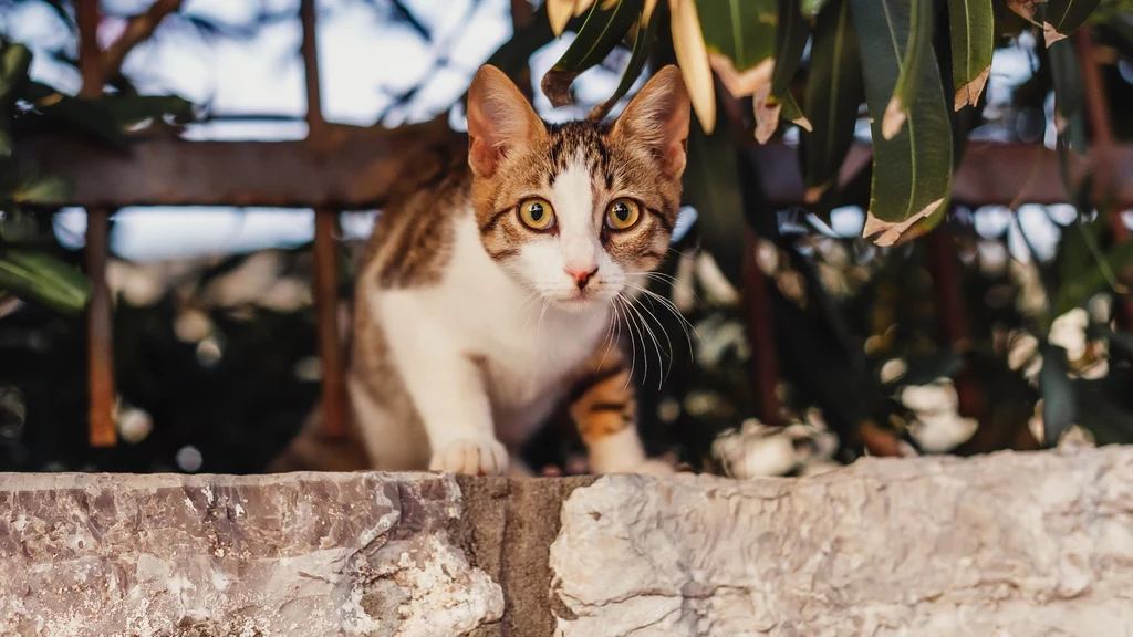 FIP na Cyprze mógł dotknąć nawet 300 tys. kotów. Inne szacunki są ostrożniejsze i mówią o liczbie ok. 10 tys. "mruczków"