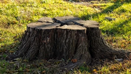 Jak poradzić sobie z pniem w ogrodzie?