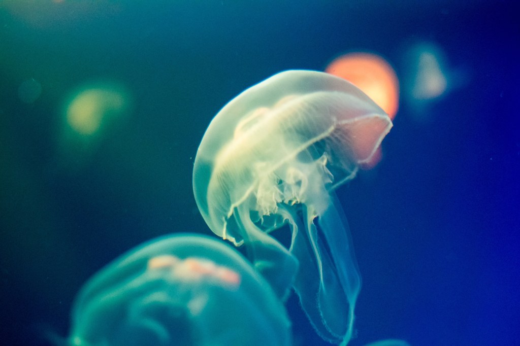 Meduzy doskonale czują się w ocieplających się oceanach