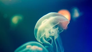 Inwazja meduz. Galaretowate zwierzęta podbijają Arktykę