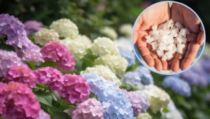 Możesz zmienić kolor hortensji. Nie wierzysz? Podlej je w ten sposób