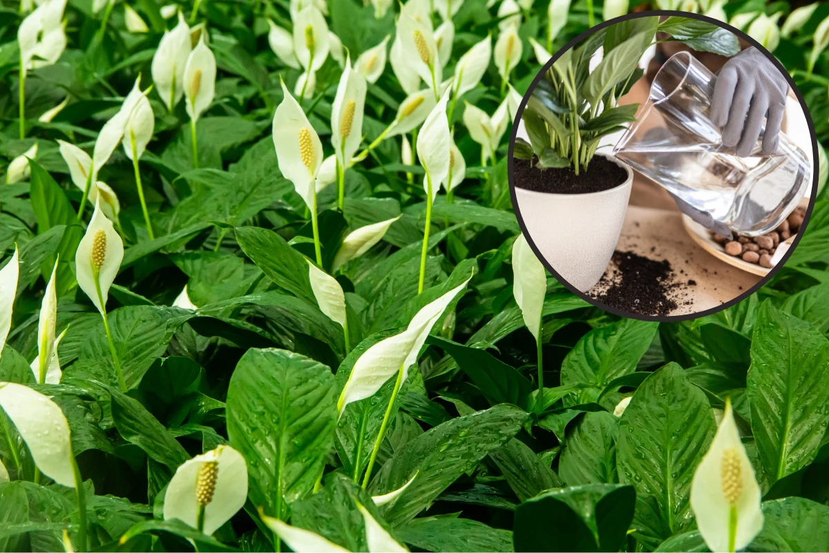 Skrzydłokwiat będzie przepięknie wyglądał, ale trzeba pamiętać o jego prawidłowym podlewaniu