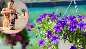 Deszcz zniszczył surfinie, ale można je uratować. Wrzuć to do blendera i podlej