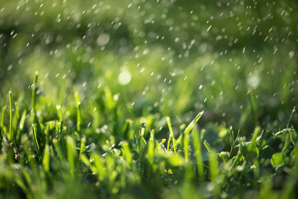 Ogrodnicy odradzają koszenie mokrego trawnika