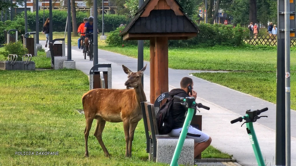 W ostatnich dniach stado jeleni spaceruje ulicami Zakopanego