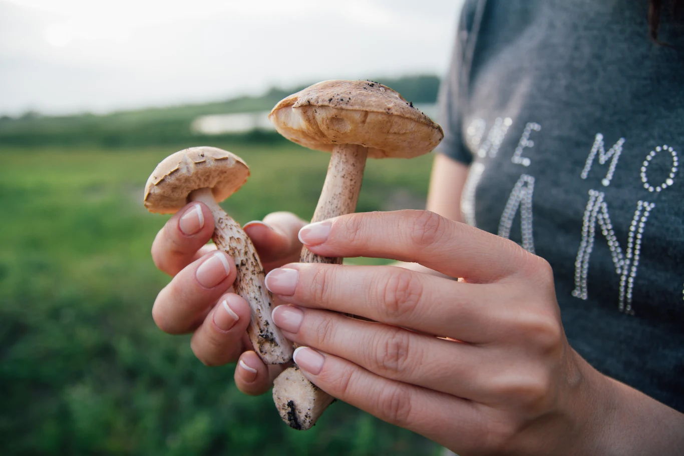 Gdzie można znaleźć najwięcej grzybów? 