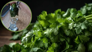 W ten sposób przedłużysz świeżość zieleniny. Włóż jeden słoik do drugiego 