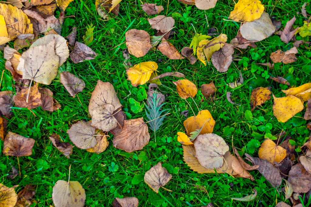 Część gatunków drzew zrzuca jesienią liście na trawę
