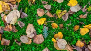 Rozpoznasz drzewa po liściach? Jesienny QUIZ dla spacerowiczów