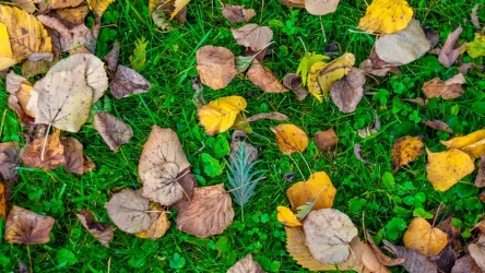 Część gatunków drzew zrzuca jesienią liście na trawę. Czy będziesz w stanie je rozpoznać?