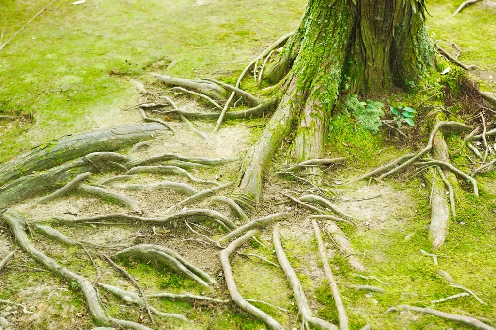 Rozbudowany system korzeniowy drzew szkodzi nie tylko roślinom, ale także budynkom