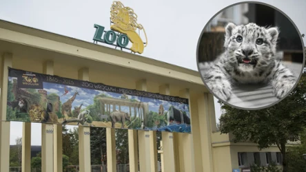We wrocławskim zoo pojawiły się najsłodsze zwierzęta na świecie