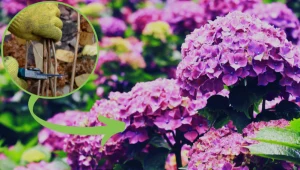 Chcesz rozmnożyć hortensję ogrodową? Jeden ważny krok musisz wykonać już teraz