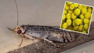 To naturalny pogromca moli. Kwitnie teraz na każdej łące!