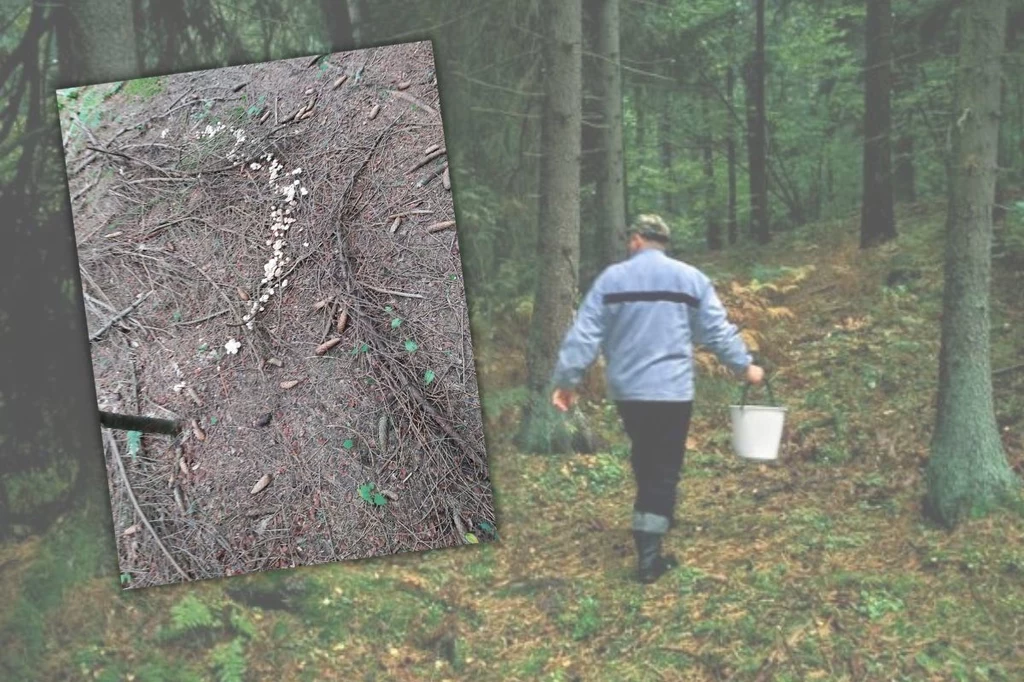 Dlaczego grzyby rosną w kręgach? Czarny krąg pojawił się w sądeckim lesie (fot. archiwum prywatne)