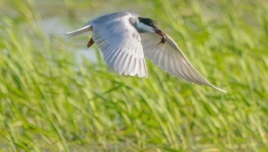 Obóz ornitologiczny, czyli survival i ochrona ptaków w jednym