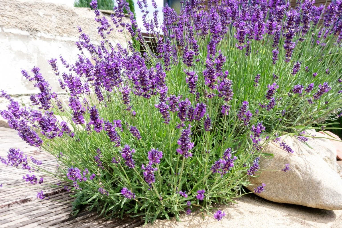 Zadbaj o lawendę, a będzie twoją dumą