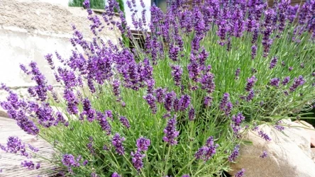 Zadbaj o lawendę wiosną, a odwdzięczy się pięknymi kwiatami