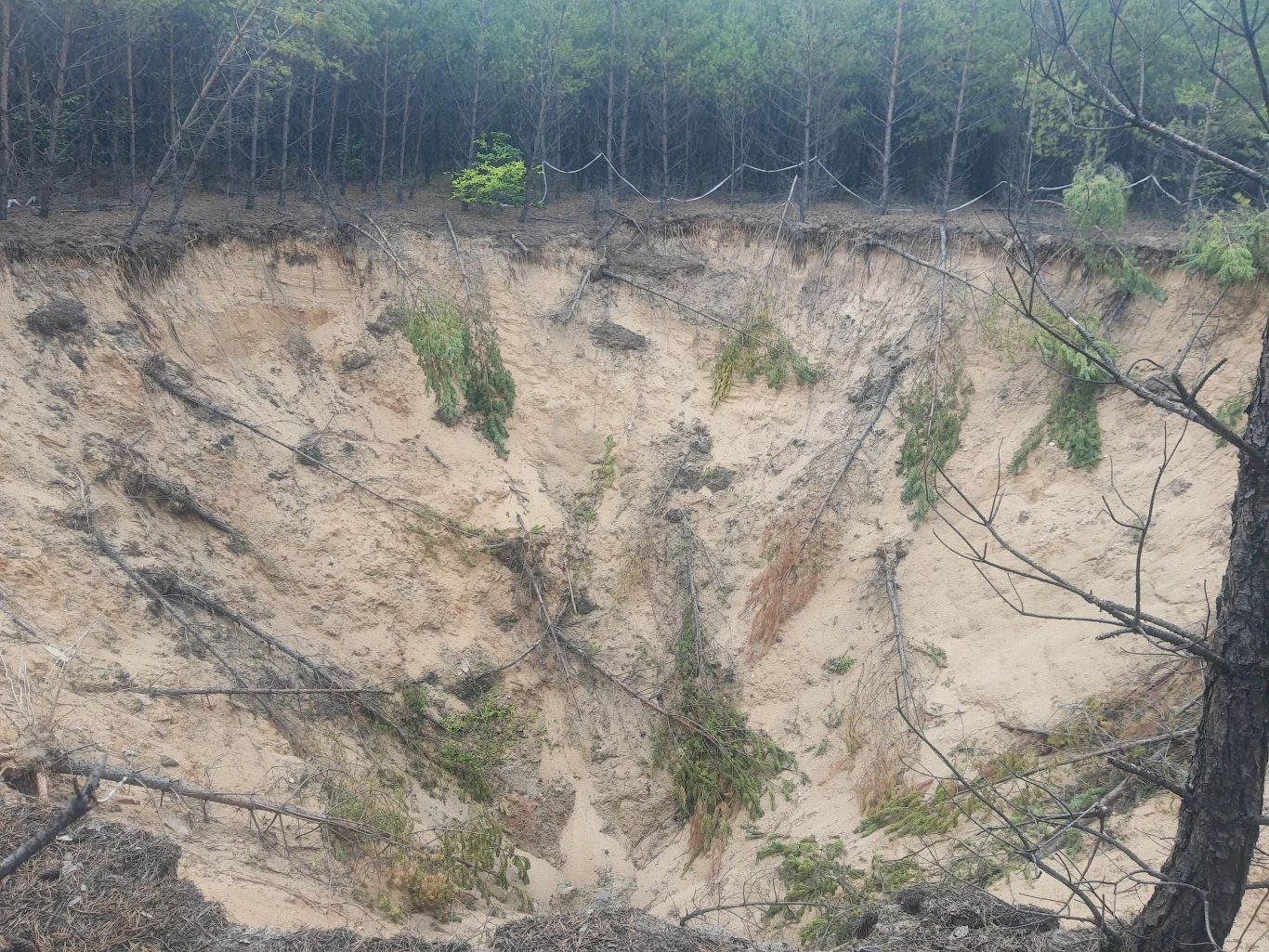 Jedno z zapadlisk na terenie nadleśnictwa Olkusz Jedno z zapadlisk na terenie nadleśnictwa Olkusz