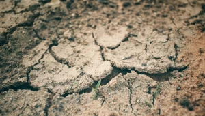 Gleby w Polsce są coraz gorsze. Powód może zaskakwiać