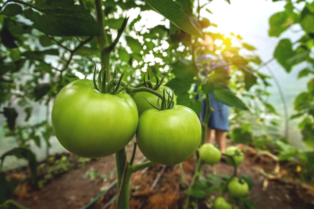 Czy zielone pomidory mogą dojrzeć już po zerwaniu z krzaka?