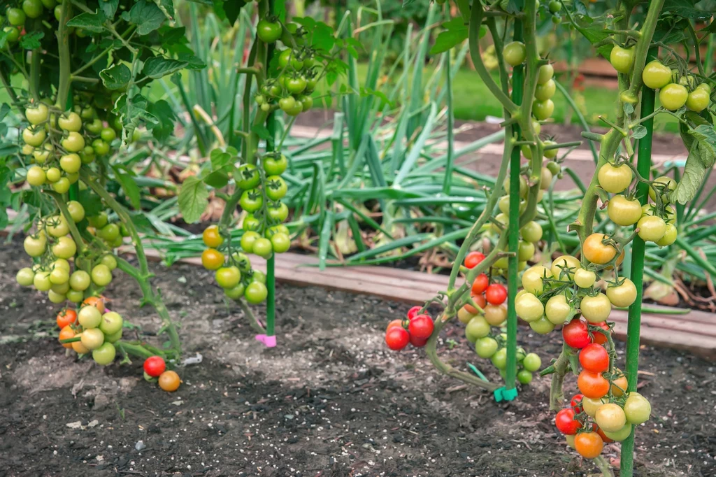 Wokół zagonów z pomidorami warto sadzić cebulę