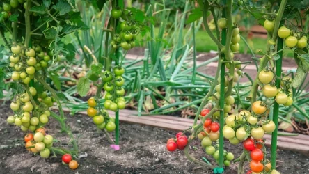 Czego nie sadzić obok pomidorów? Te rośliny to złe towarzystwo 