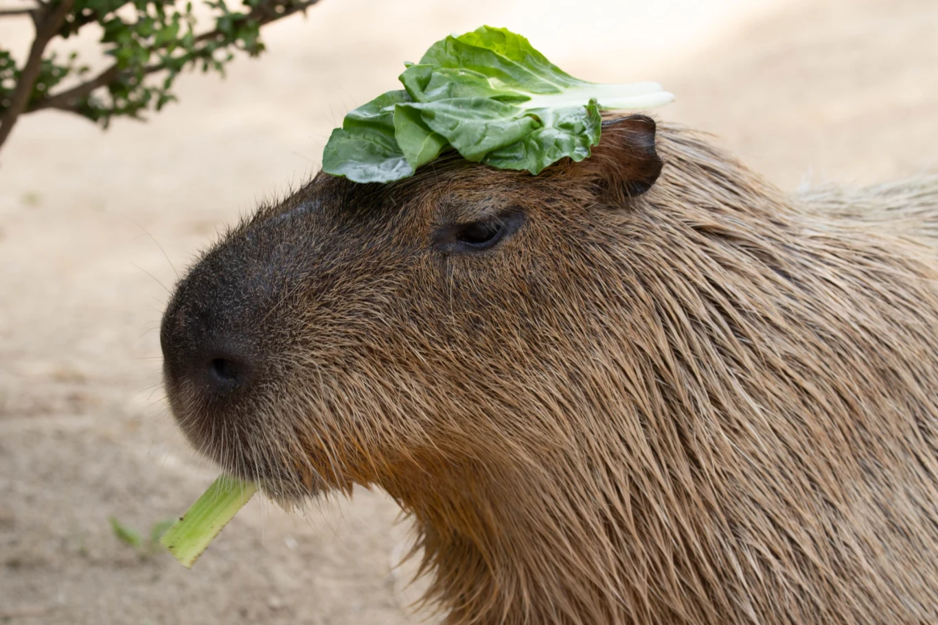 Kiedyś kapibary były traktowane przez Watykan tak samo jak ryby