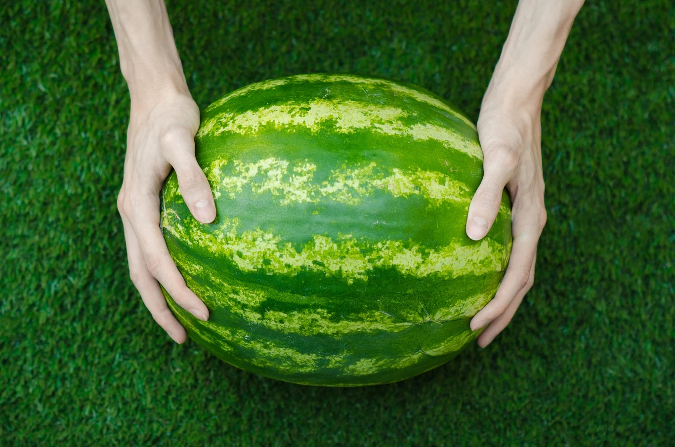 Soczysty arbuz powinien lekko wyginać się pod wpływem nacisku Soczysty arbuz powinien lekko wyginać się pod wpływem nacisku