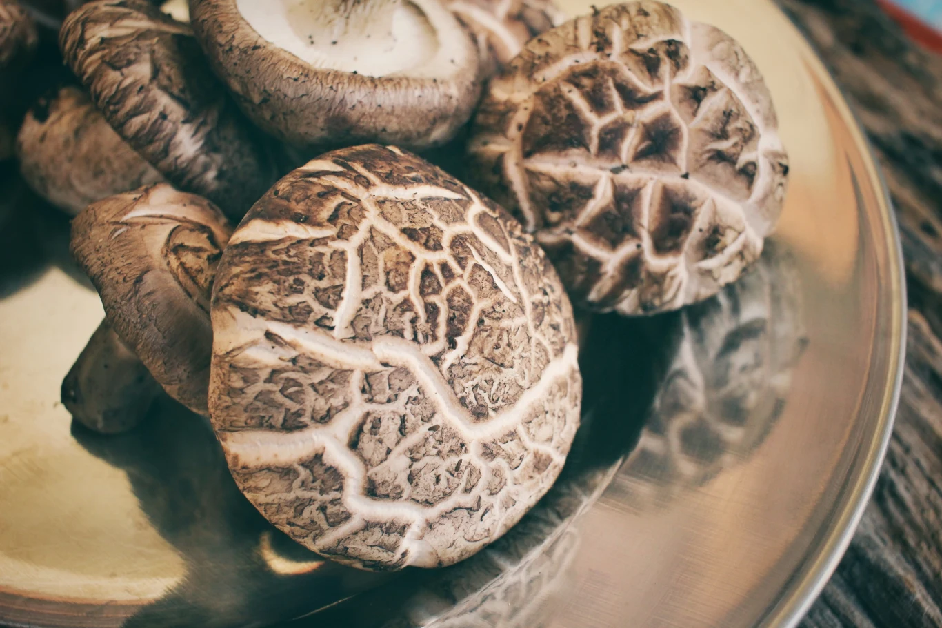 Firma Below Farm hoduje m.in. grzyby shiitake Firma Below Farm hoduje m.in. grzyby shiitake