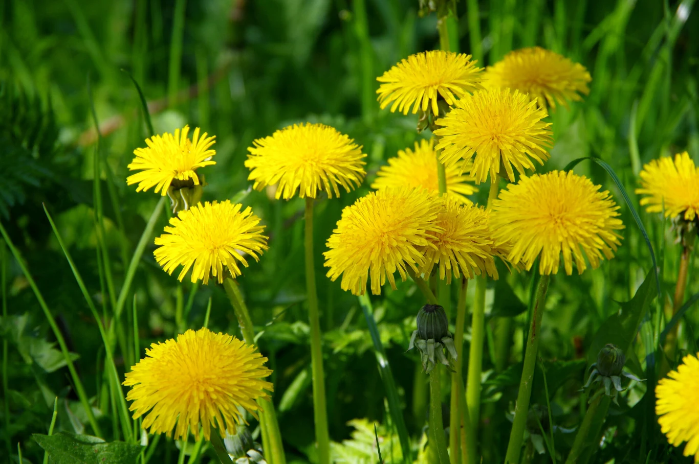 Mniszek lekarski idealnie sprawdzi się do przygotowania domowego nawozu