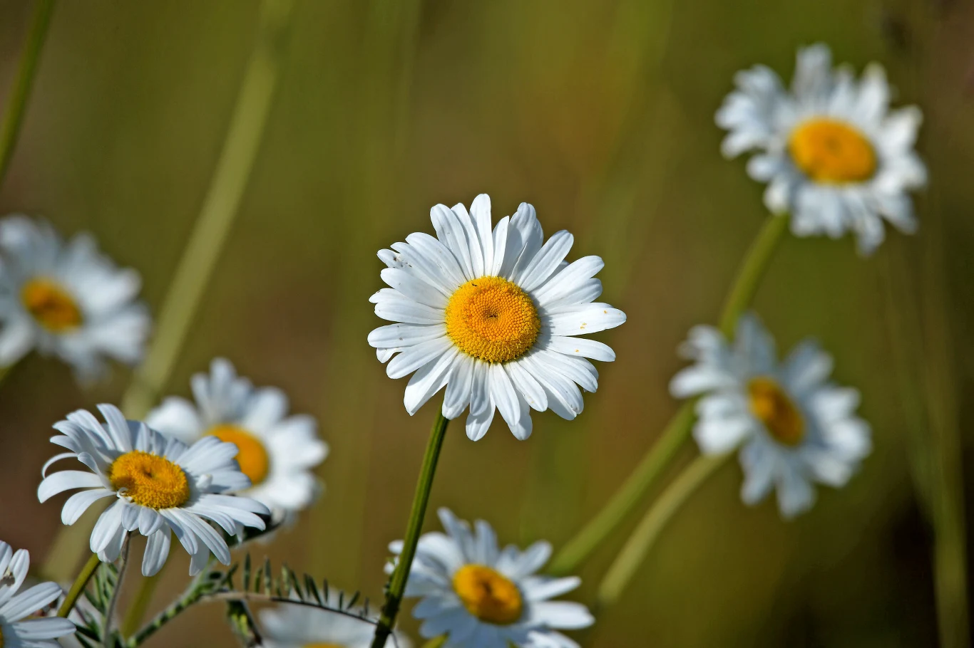 Rumianek przyniesie ulgę naszym oczom