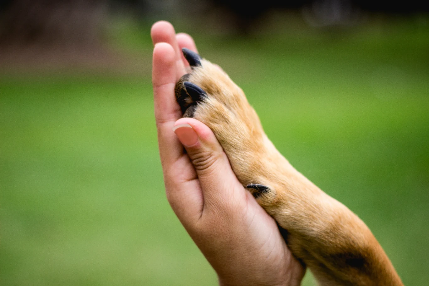Łapy psa są szczególnie narażone na różnego rodzaju podrażnienia