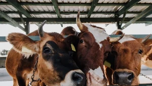 Hodowla krów to jedno z największych źródeł emisji metanu na świecie