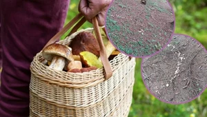 Podczas grzybobrania trafili na "czarci krąg". Zdjęcie z lasu zaskakuje