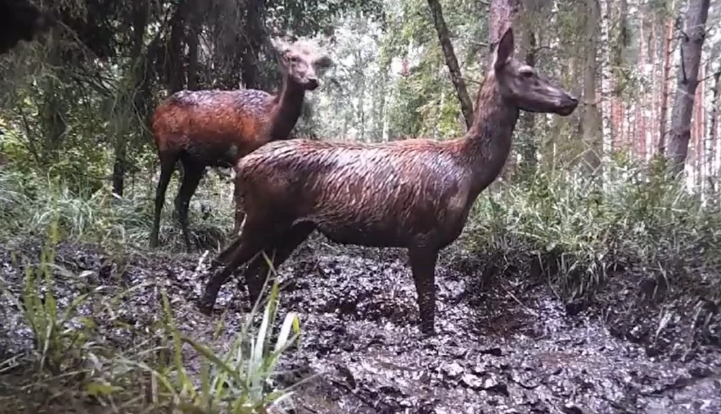 Lasy Państwowe pokazały nagranie z fotopułapki Lasy Państwowe pokazały nagranie z fotopułapki