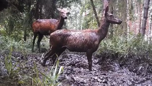 Lasy Państwowe pokazały nagranie z fotopułapki