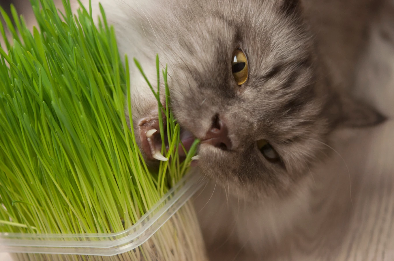 Dlaczego koty jedzą trawę? Na ten temat istnieje kilka teorii Dlaczego koty jedzą trawę? Na ten temat istnieje kilka teorii