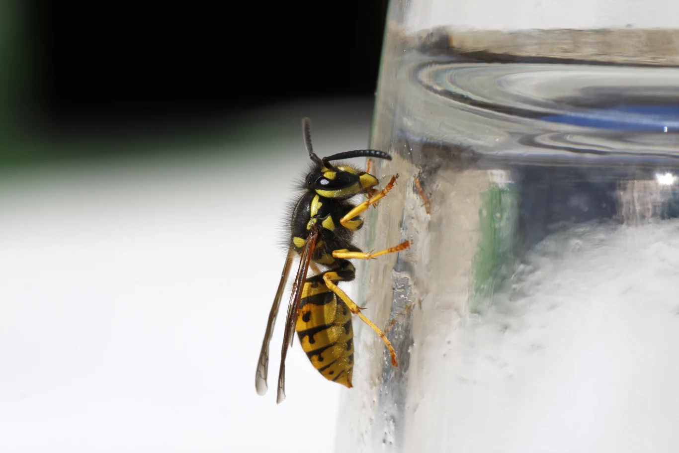 Jak skutecznie odstraszyć osy? Polacy znów narzekają na uciążliwe owady