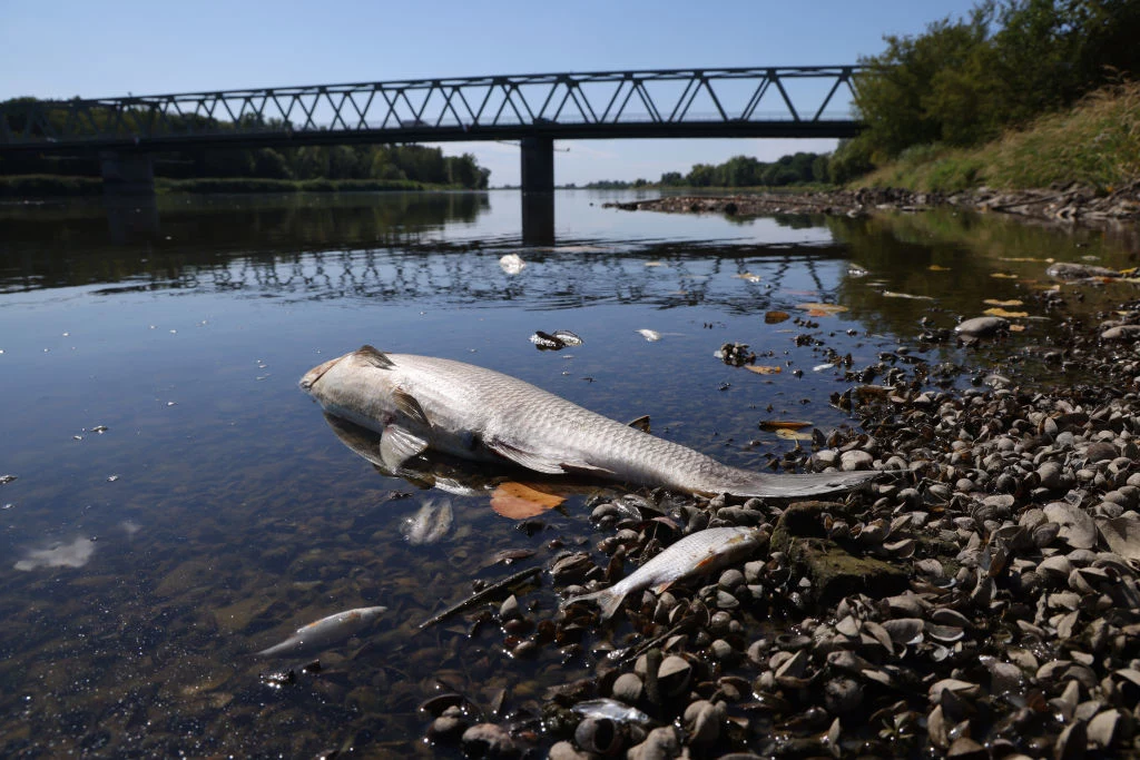 Niemieckie media sugerują, że do śnięcia ryb w Odrze w 2022 r. mogły się przyczynić zrzuty zbyt gorących oczyszczonych ścieków do rzeki