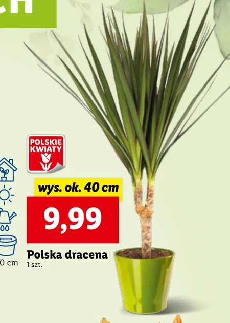 Dracena