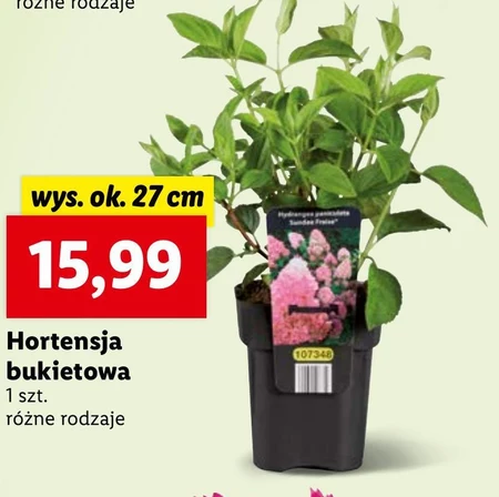 Hortensja