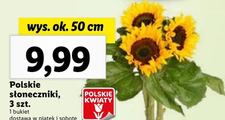 Słonecznik