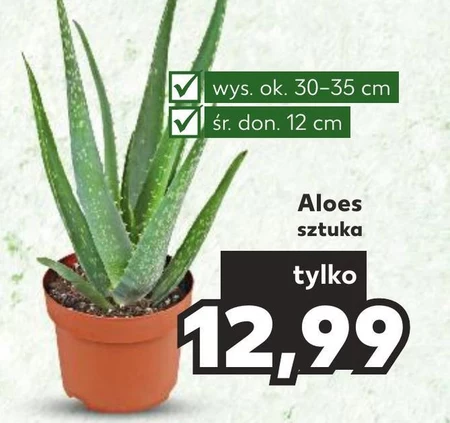 Aloes