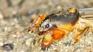 Turkuć podjadek. Jak skutecznie pozbyć się tego szkodnika