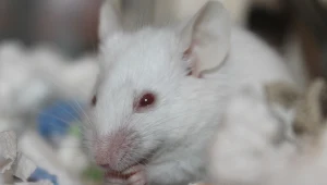 Zatrzymanie procesu starzenia u myszy