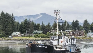 Alaska. Rekordowy połów w zatoce Księcia Williama