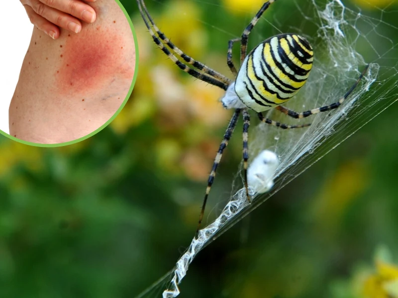 Tygrzyk paskowany Tygrzyk paskowany